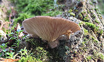 mushroomRem